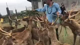 YOLO IN NAGA CITY DEER FARMS