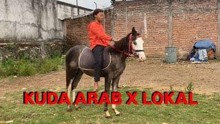 KUDA ARAB X LOKAL