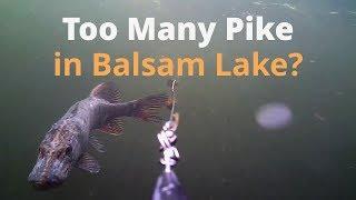 too many pike in balsam lake - all underwater