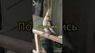 Птица Говорун отличается умом и сообразительностью