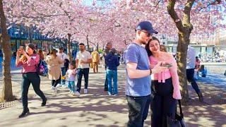 Sweden, Stockholm 4K - Cherry Blossom 2024 