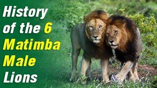 Lion Coalition The Matimbas | History of The 6 Matimba Male Lions