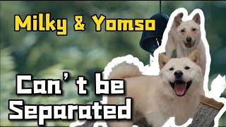 Rescued Jindos in Korea moving to Newyork! Milky&Yomso