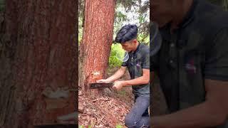 How rubber is extracted from trees | Rubber Plant #shorts