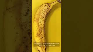 Why Do Bananas Turn Black? 