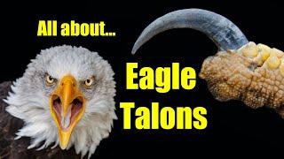 All About Eagle Talons