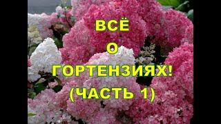 Всё о гортензиях! Часть 1