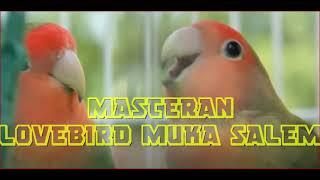 Lovebird muka salem - Masteran Burung Lovebird