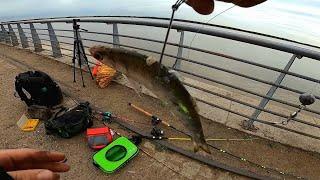 Como pescar y cocinar tu propio alimento PESCA Y COCINA. pesca urbana hoy