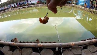 Tes Umpan Mancing Ikan Lele Khusus Lomba Di Kolam. Bagaimana Hasilnya..!!!