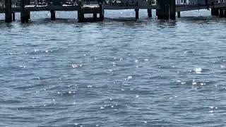Search The Gulf