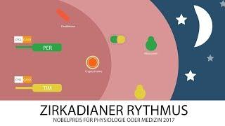 ZIRKADIANER RYTHMUS - Nobelpreis für Physiologie oder Medizin