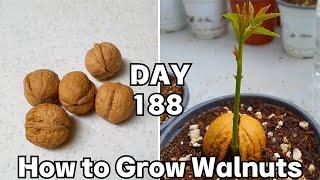 집에서 호두 싹틔우기 (7개월)  : Easy to Grow Walnut From Seeds (7 months)