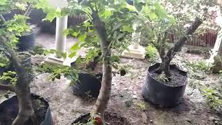 BAHAN BONSAI