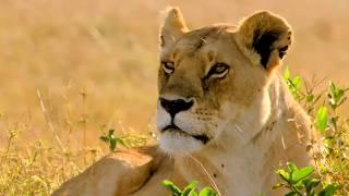 Kenya: in the privacy of a clan of lionesses