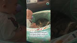 Baby Plays With Pet Cat || ViralHog