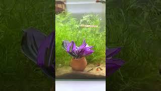 Waterweed clay pot, the clay material is breathable #guppy #aquarium #aquascape #fishkeepinghobby