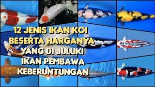 12 JENIS IKAN KOI BESERTA HARGANYA | IKAN KOI INI DI JULUKI IKAN PEMBAWA KEBERUNTUNGAN