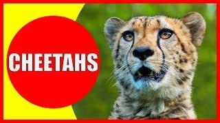 CHEETAHS FOR KIDS - Cheetah Facts Videos for Children, Preschoolers and Kindergarten