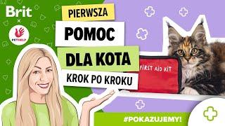 POKAZUJEMY: Pierwsza pomoc dla kota - RKO krok po kroku - Brit Polska x Pethelp