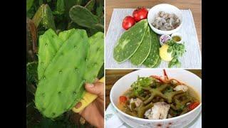 Xương Rồng Tai Thỏ và món canh bổ dưỡng từ giống cây này.