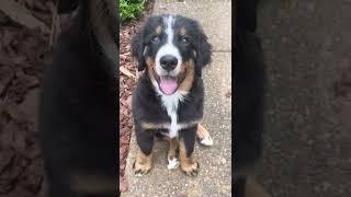 Watch My Bernese Mountain Dog Puppy Grow Up in 30 Seconds