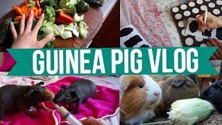 Guinea Pig Vlog! | Feeding, Organising & More!