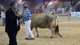 NY Spring Carousel Jersey Show Grand Champion