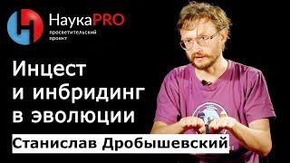 Инцест и инбридинг в эволюции | Лекции по антропологии – антрополог Станислав Дробышевский | Научпоп