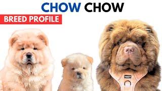 Chow Chow Breed Profile History - Price - Traits - Chow Chow Grooming Needs - Lifespan