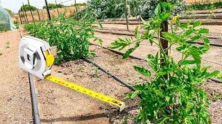 How Far Apart to Plant Tomatoes (for the best tomato crop)