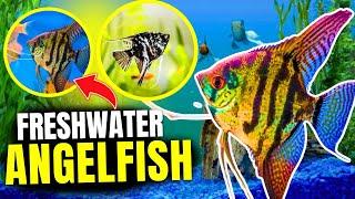 Freshwater Angelfish Care (Everything You Need To Know)...