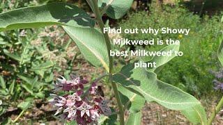 What to know about Showy Milkweed (Asclepias Speciosa)