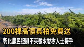 200棵高價真柏免費送　彰化農民照顧不來徵求愛樹人士接手－民視新聞