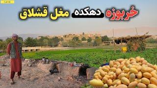 عید مبارک - آغاز برداشت خربوزه تا چند روز دیگر در دهکده ما || beginning melon harvest in our village