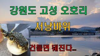 꿀조사 #25 강원도 고성 오호리 서낭바위 포인트