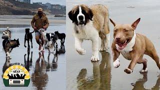 Taking rescue dogs to the beach is my favorite thing in the world, here's why | Lee Asher