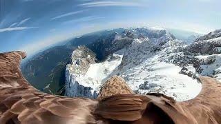 Einzigartige Bilder: Adler fliegt mit Kamera über die Alpen