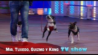 3 Boston Terrier featured in TV show