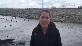 What is a seiche?