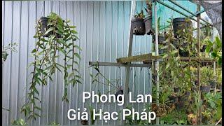 Chia sẻ về dòng Lan Giả Hạc Pháp cho Anh Chị sưu tầm _ Phong Lan Giả Hạc Pháp