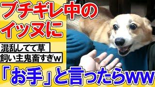 【2ch動物スレ】イッヌがブチギレ中、飼い主「お手」→衝撃の結果にwwwwww