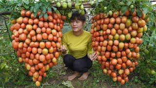 Full TIMELAPSE: Harvest self-grown Green Cabbage, squash, tomatoes, carrots Go to market sell