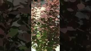 #plants #garden #love