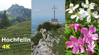 Blumenpracht auf dem Hochfelln - 4K