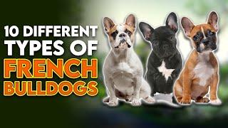 10 Different Types Of French Bulldogs