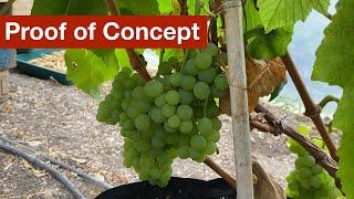 Growing Grapes in Containers - Proof of Concept