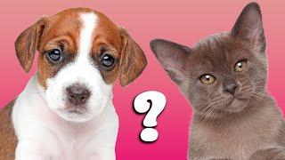 Кого лучше завести:   кошку или собаку? Все За и Против.