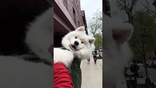 New Day, New Samoyed BackPack Video!