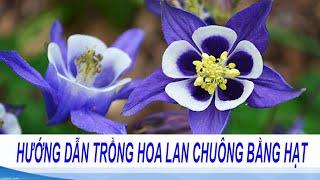 Cách Trồng Và Chăm Sóc Hoa Lan Chuông | Hạt giống hoa Lan Chuông (hoa Bồ Câu) nhập khẩu